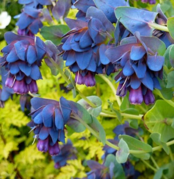 Cerinthe major 'Purpurascens' - Orgulho de Gibraltar, Blue Honeywort, Pride of Gibraltar, Flor de Cera Púrpura - Image 5