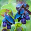 Cerinthe major 'Purpurascens' - Orgulho de Gibraltar, Blue Honeywort, Pride of Gibraltar, Flor de Cera Púrpura - Image 6