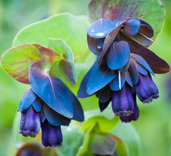 Cerinthe major 'Purpurascens' - Orgulho de Gibraltar, Blue Honeywort, Pride of Gibraltar, Flor de Cera Púrpura - Image 6