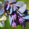 Cerinthe major 'Purpurascens' - Orgulho de Gibraltar, Blue Honeywort, Pride of Gibraltar, Flor de Cera Púrpura - Image 7