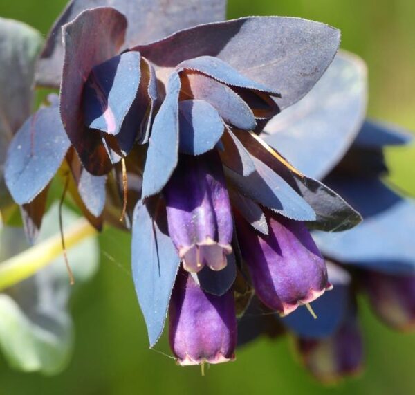 Cerinthe major 'Purpurascens' - Orgulho de Gibraltar, Blue Honeywort, Pride of Gibraltar, Flor de Cera Púrpura - Image 7
