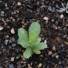 Cerinthe major 'Purpurascens' - Orgulho de Gibraltar, Blue Honeywort, Pride of Gibraltar, Flor de Cera Púrpura - Image 10