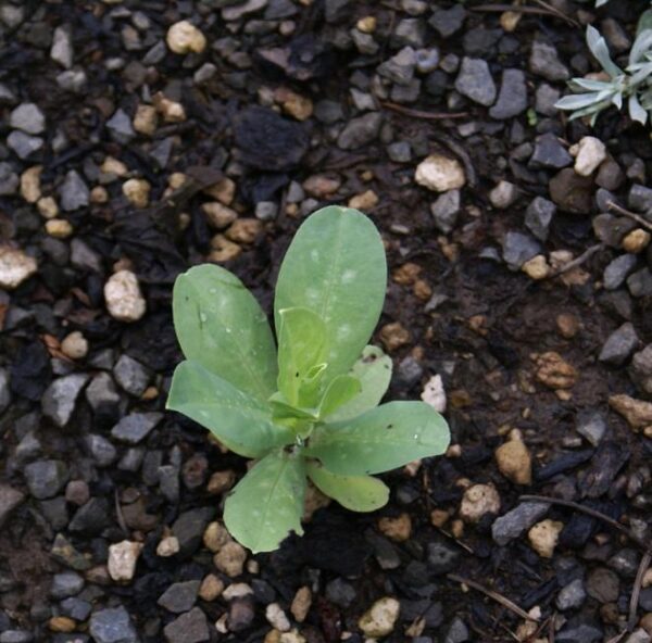 Cerinthe major 'Purpurascens' - Orgulho de Gibraltar, Blue Honeywort, Pride of Gibraltar, Flor de Cera Púrpura - Image 10