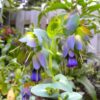 Cerinthe major 'Purpurascens' - Orgulho de Gibraltar, Blue Honeywort, Pride of Gibraltar, Flor de Cera Púrpura - Image 11