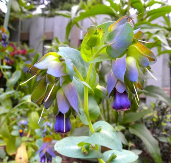 Cerinthe major 'Purpurascens' - Orgulho de Gibraltar, Blue Honeywort, Pride of Gibraltar, Flor de Cera Púrpura - Image 11