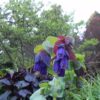 Cerinthe major 'Purpurascens' - Orgulho de Gibraltar, Blue Honeywort, Pride of Gibraltar, Flor de Cera Púrpura - Image 12