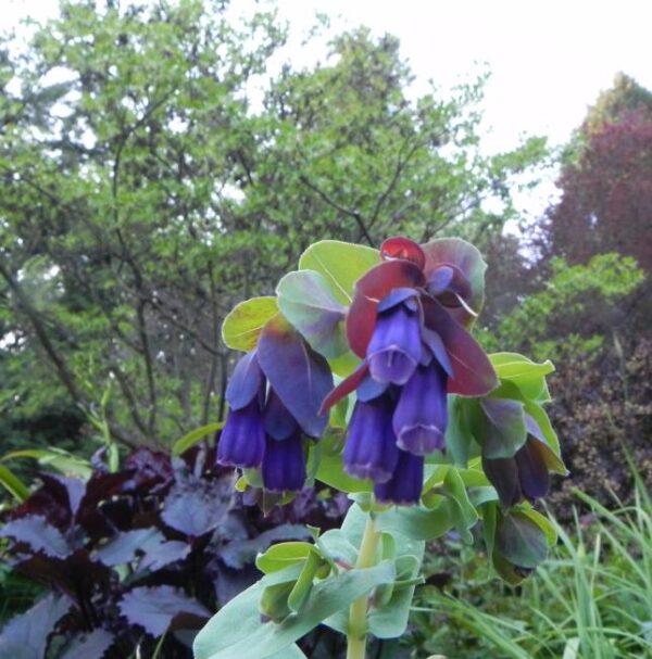 Cerinthe major 'Purpurascens' - Orgulho de Gibraltar, Blue Honeywort, Pride of Gibraltar, Flor de Cera Púrpura - Image 12