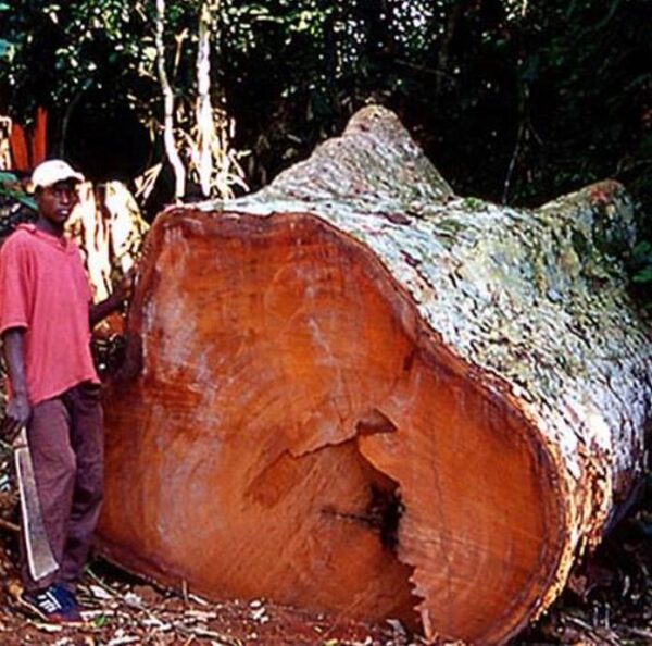 Entandrophragma caudatum (Sprague) - Mogno da Montanha, Mogno Banana de Madeira