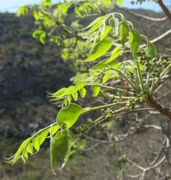 Entandrophragma caudatum (Sprague) - Mogno da Montanha, Mogno Banana de Madeira - Image 3