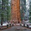 Sequoiadendron giganteum - Sequoia Gigante, Sierra Redwood