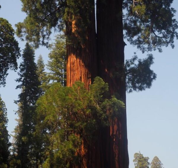 Sequoiadendron giganteum - Sequoia Gigante, Sierra Redwood - Image 4