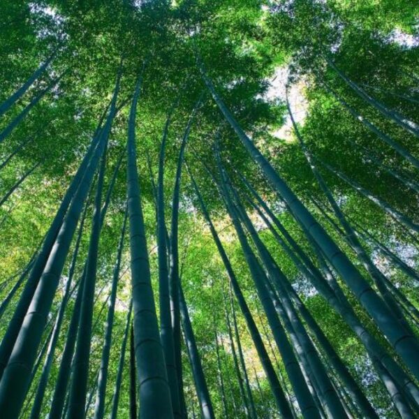 Bambusa bambos (Bambusa arundinacea) - Bambu Indiano, Bambu Gigante, Giant Thorny Bamboo - Image 2