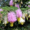 Dichrostachys cinerea - Árvore Lanterna de Natal, Árvore Lanterna Chinesa, Brinco de Princesa Aromático,