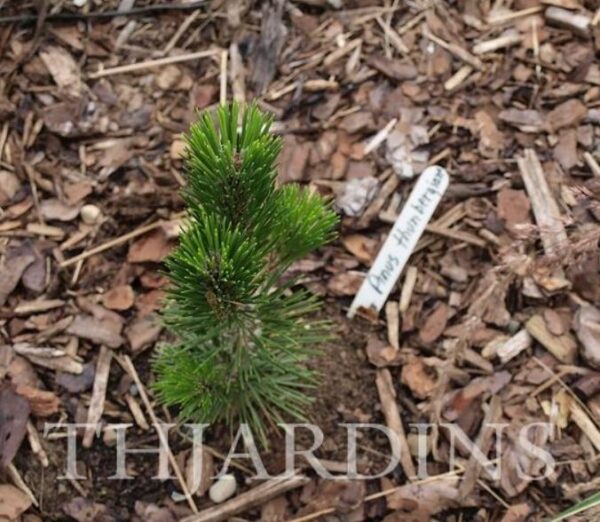 Pinus thunbergii - Pinheiro negro Japonês - Image 10