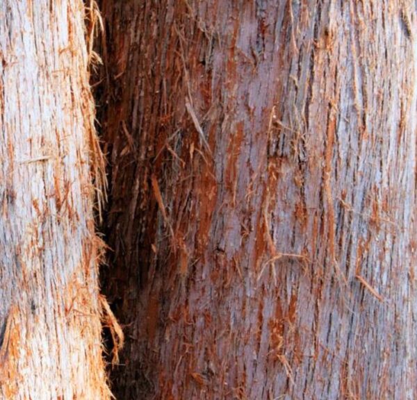 Eucalyptus delegatensis - Eucalipto Gigante, Eucalipto Carvalho da Tasmânia, Eucalipto Goma-Top Madeira Fo - Image 3
