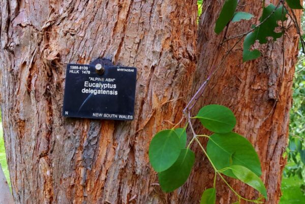 Eucalyptus delegatensis - Eucalipto Gigante, Eucalipto Carvalho da Tasmânia, Eucalipto Goma-Top Madeira Fo - Image 10