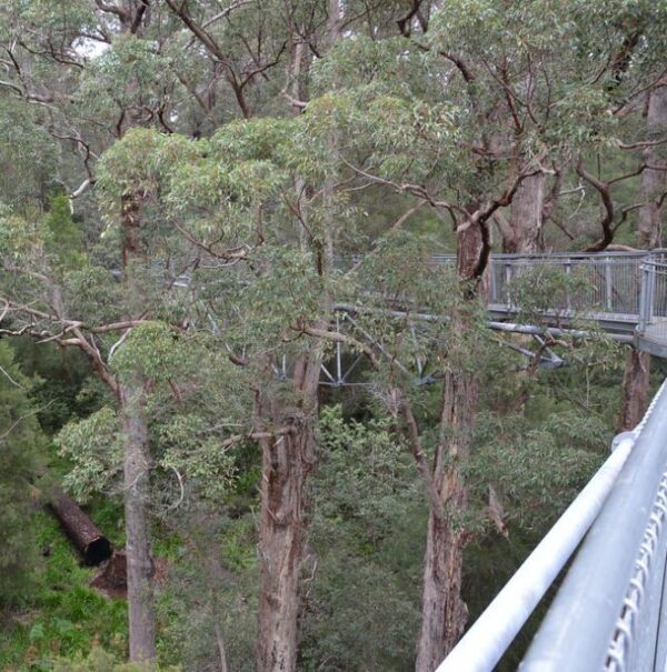 Eucalyptus jacksonii - Eucalipto Gigante da Floresta, Eucalipto Red Tingle, Eucalipto Gigante Jacksonii - Imagem 4
