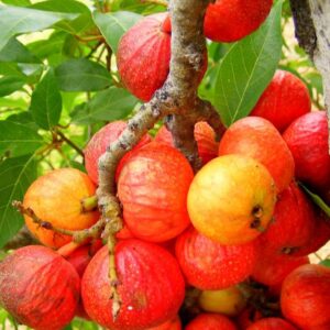 Ficus racemosa - Figueira de cacho, Figo de Cacho, Figueira Goolar, Figo do Rio Vermelho, Cluster