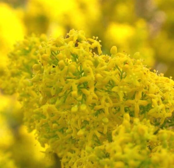 Galium verum subsp. Verum - Erva Coalheira, Erva do coalho, Coalho De Queijo, Gálio, Ladys Bedstraw - Imagem 2
