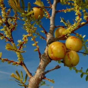Phyllanthus emblica (Emblica officinalis) - Groselha da Índia, Amla, Emblica, Amalaki, Groselha indiana