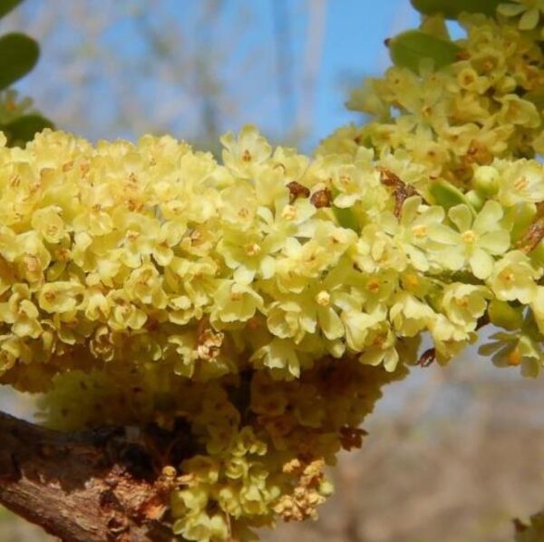 Phyllanthus emblica (Emblica officinalis) - Groselha da Índia, Amla, Emblica, Amalaki, Groselha indiana - Imagem 3