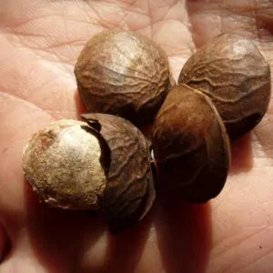 Plukenetia volubilis - Sacha Inchi, Amendoa Inca, Amendoa Lopo