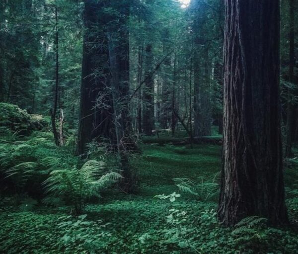 Sequoia sempervirens - Sequoia Sempre Verde, Sequoia Costeira, Sequoia Vermelha, Coast Redwood - Imagem 9