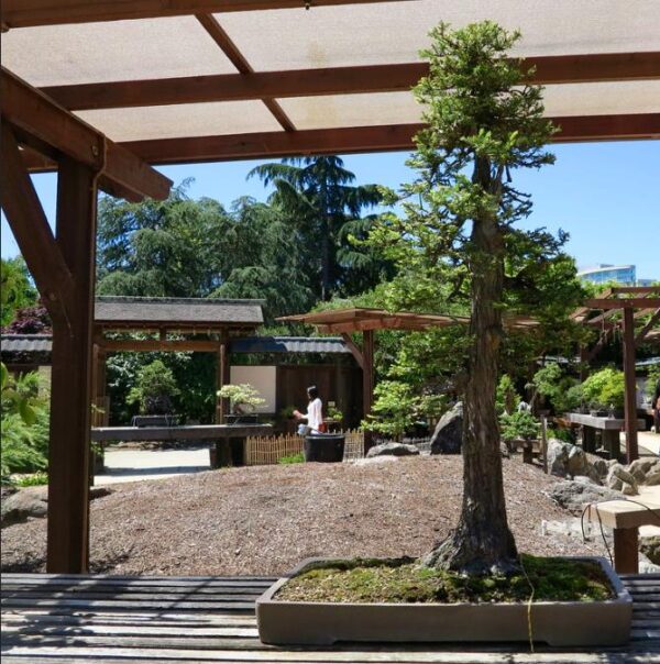 Sequoia sempervirens - Sequoia Sempre Verde, Sequoia Costeira, Sequoia Vermelha, Coast Redwood - Imagem 10