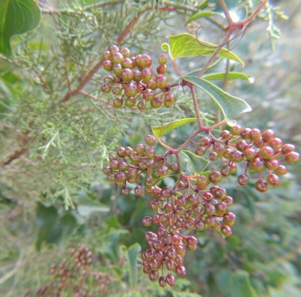 Smilax aspera - Salsaparrilha, Trepadeira Salsaparrilha, Zarzaparilla, Alegria do Campo - Imagem 4