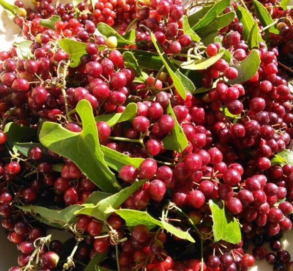 Smilax aspera - Salsaparrilha, Trepadeira Salsaparrilha, Zarzaparilla, Alegria do Campo - Imagem 5