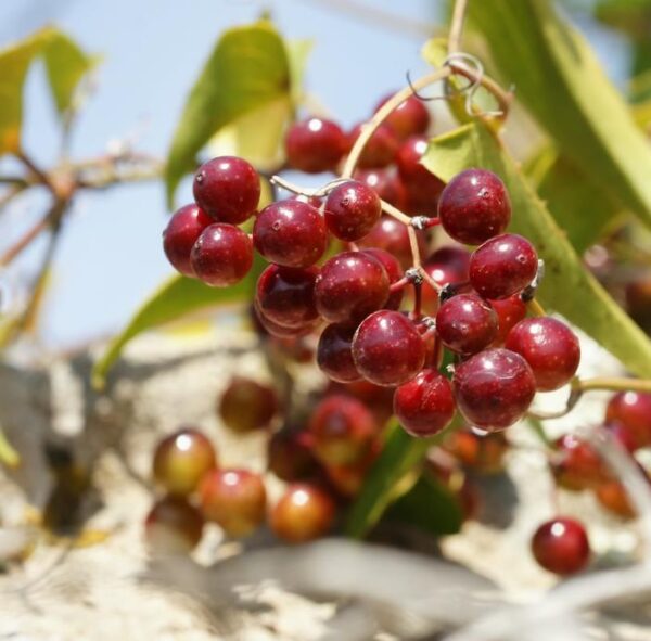Smilax aspera - Salsaparrilha, Trepadeira Salsaparrilha, Zarzaparilla, Alegria do Campo - Imagem 6
