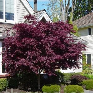 ACER PALMATUM - ACER ATROPURPUREA / PALMATUM GREEN / RUBRUM