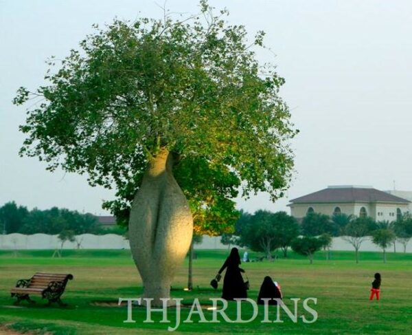 Adansonia gregorii - Baobá da Austrália, baobá de Kimberly - Imagem 2