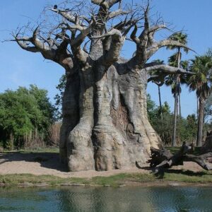 Adansonia rubrostipa - Baobá fony