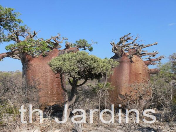 Adansonia rubrostipa - Baobá fony - Imagem 10