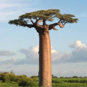 Adansonia suarezensis - Baobá Suarez
