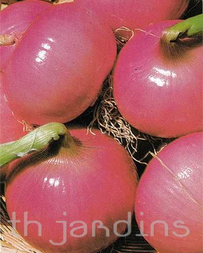 Allium cepa rossa savonese - Cebola Rosa de Savona, Cebola Rosa Savonese, Cebola Vermelha Savonese