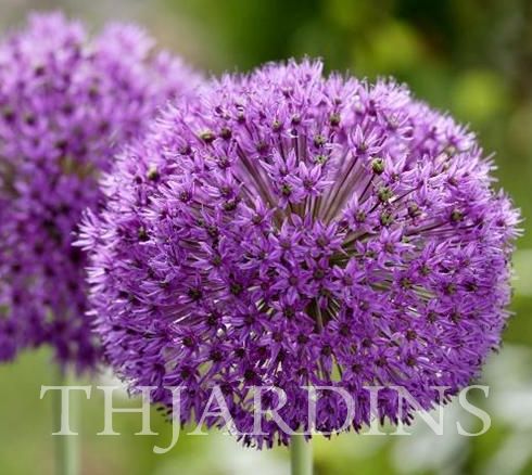 ALLIUM CHRISTOPHII - ESTRELA DA PERSIA