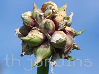 ALLIUM PROLIFERUM - CEBOLA ANDANTE