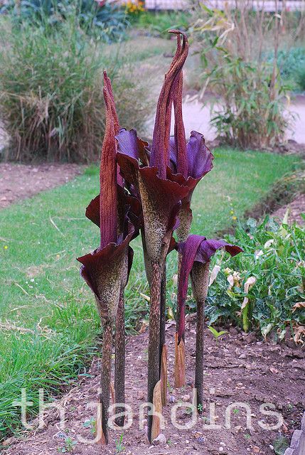 AMORPHOPHALLUS KONJAC - DEVILS TONGUE - LINGUA DO DIABO - KONJAC
