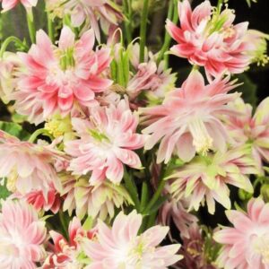 Aquilegia vulgaris Stellata Nora Barlow - Aquilegia Flor de Clematis (tricolor), Rosa Columbina Dobrada Tricolor (rosa, br