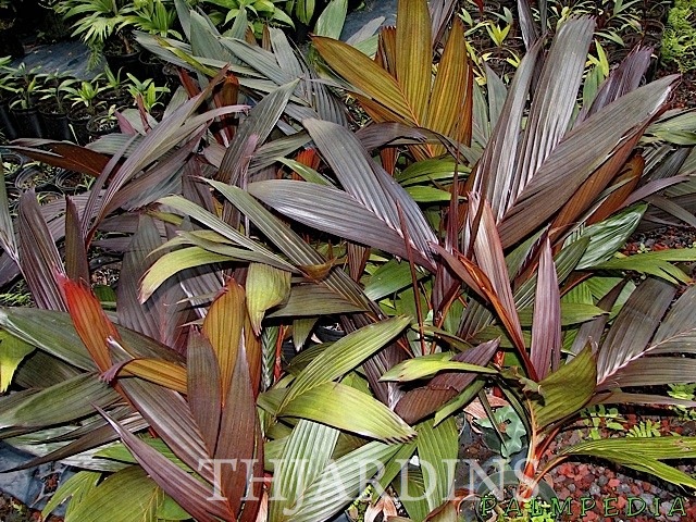 ARECA VESTIARIA VAR. CASTANHO (MARROM) - (MUDA) - PALMEIRA ARECA VESTIARIA CASTANHO, ARECA VESTIARIA VINHO