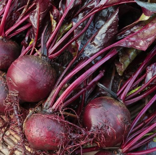 BETA VULGARIS VAR. FLAVESCENS BULLS BLOOD LEAF IMPROVED - BETERRABA SANGUE DE BOI MELHORADA, BETERRABA DE JARDINS