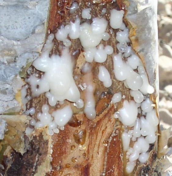 BOSWELLIA SACRA (BOSWELLIA CARTERI) - OLIBANUM, ÁRVORE INCENSO, INCENSO DE OLIBANUM, ÁRVORE DE OLÍBANO