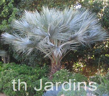 BRAHEA ARMATA - PALMEIRA AZUL MEXICANA