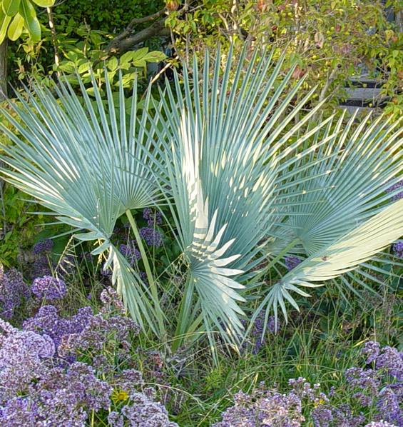 BRAHEA SP SUPER SILVER - PALMEIRA BRAHEA PRATA, SILVER ROCK PALM