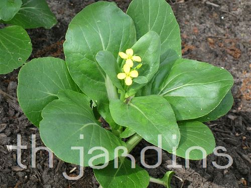 BRASSICA CHINENSIS-EXTRA DWARF PAK CHOY - COUVE PAK CHOY-ORGÂNICO (EXTRA DWARF)