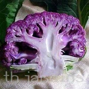 BRASSICA OLERACEA - COUVE FLOR SICILIAN VIOLETA IITALIA