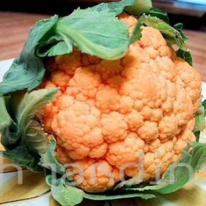 BRASSICA OLERACEA - COUVE FLOR  CHEDDAR F1