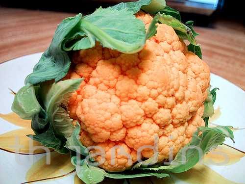 BRASSICA OLERACEA - COUVE FLOR CHEDDAR F1